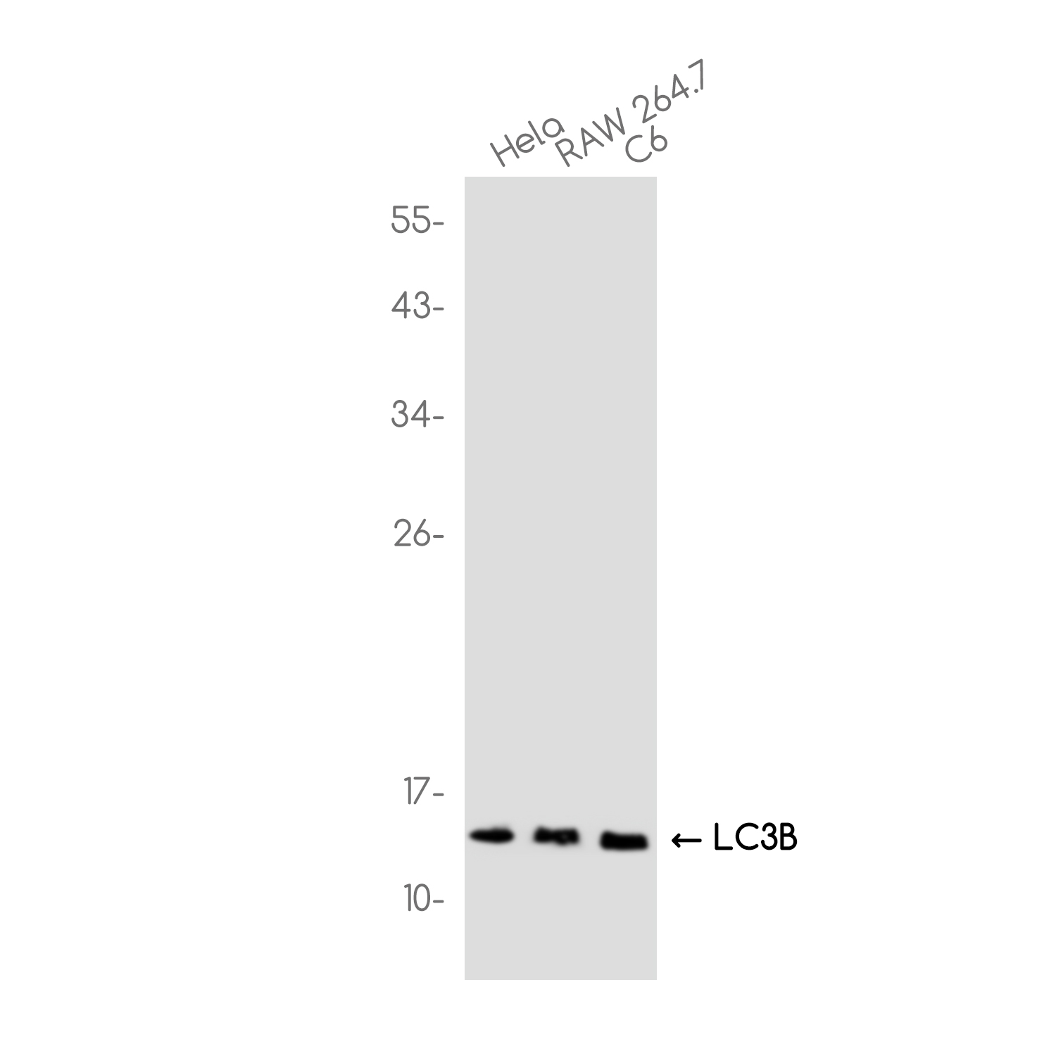 LC3B Rabbit mAb-纳克商城
