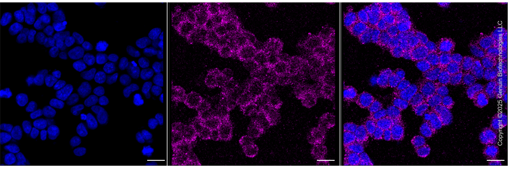 GFP-Tag Rabbit mAb-纳克商城