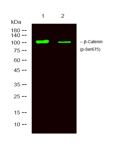 Phospho-β-Catenin (S675) Rabbit pAb-纳克商城